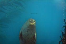 Anacapa Island, CA. Harbor seals dove up and down the lan... by Christopher Ward 